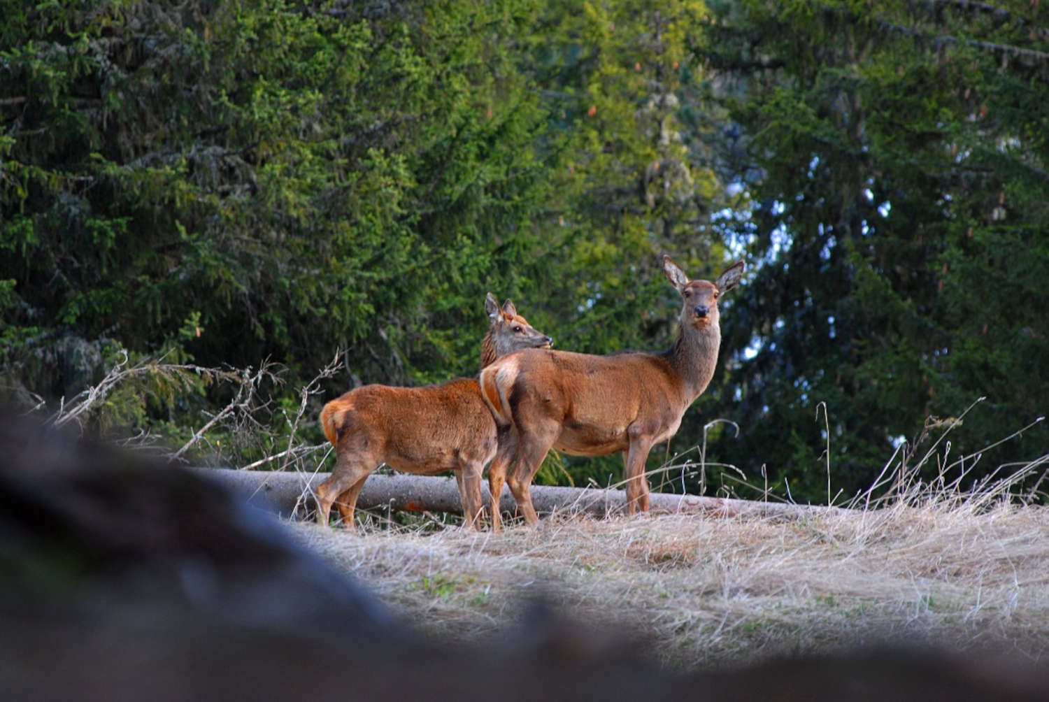 Visite guidate nel Parco dello Stelvio